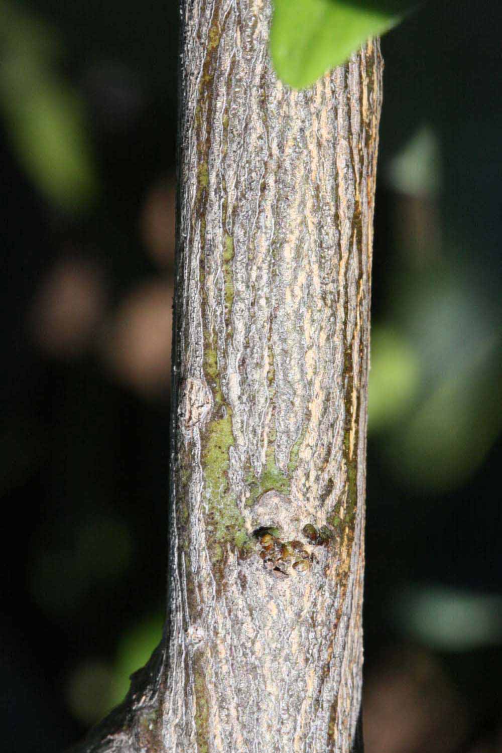              Second - third year twig (Riverside, CA)       